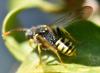 Nomada succincta